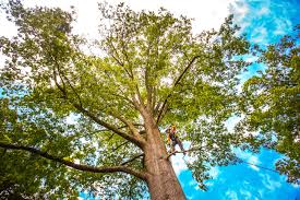 Best Emergency Tree Removal  in Tooele, UT