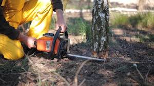 Best Tree Cabling and Bracing  in Tooele, UT