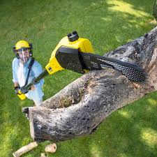 Best Root Management and Removal  in Tooele, UT