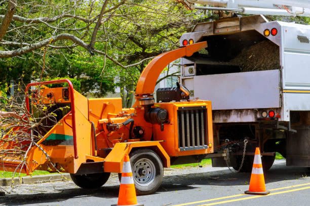 Best Storm Damage Tree Cleanup  in Tooele, UT