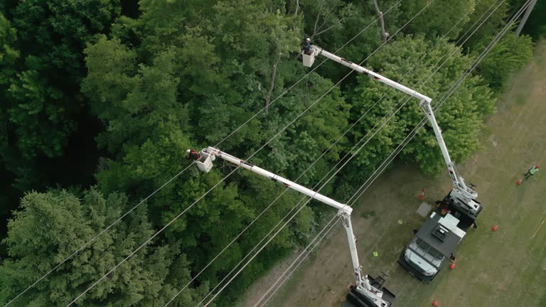 Best Commercial Tree Services  in Tooele, UT