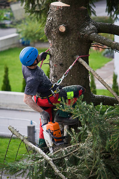 How Our Tree Care Process Works  in  Tooele, UT