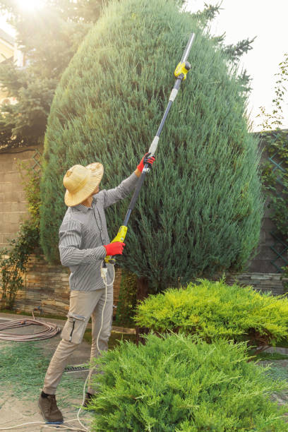 Best Tree Preservation Services  in Tooele, UT
